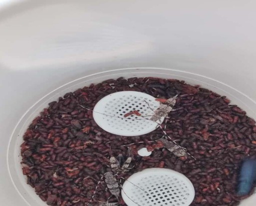 Kilis’te Çam Kabuk Böceğine Karşı Feromonlu Mücadele 1