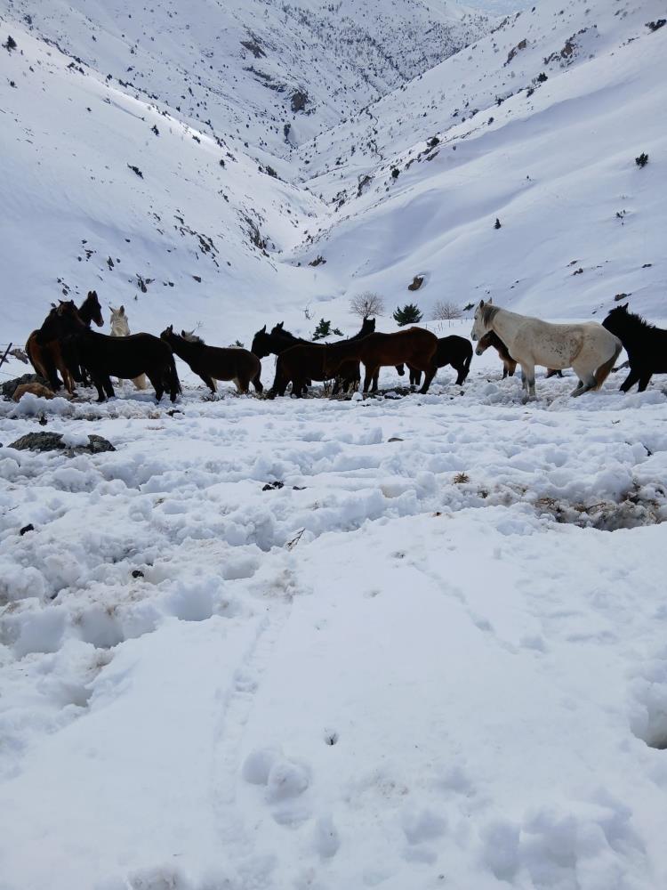 Sason'da Dağda Karda Mahsur Kalan Katırlar Kurtarıldı 1