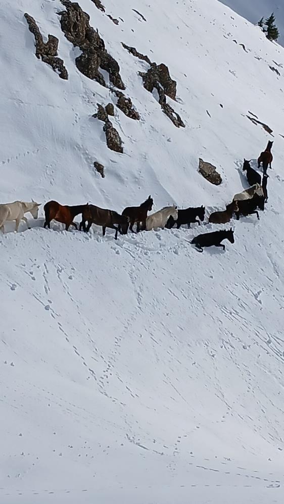 Sason'da Dağda Karda Mahsur Kalan Katırlar Kurtarıldı 3