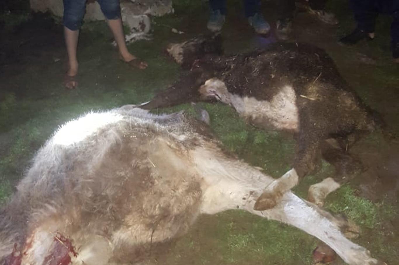 Diyarbakır'da Elektrik Teli Koptu 2 Inek Telef Oldu