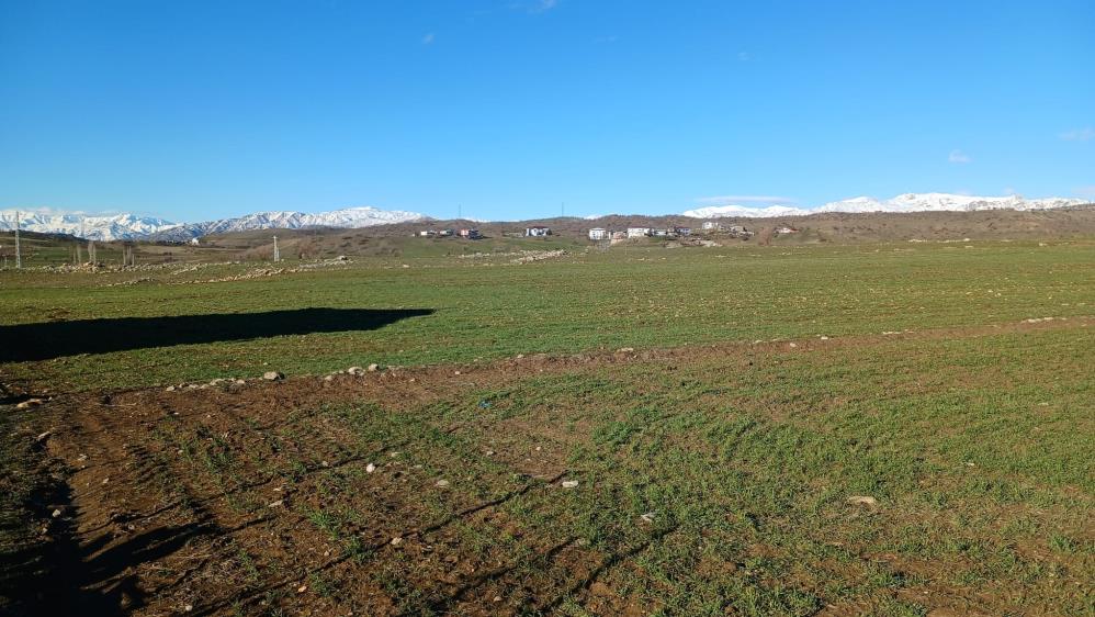 Diyarbakır'da Yağışlardan Sonra Çiftçi Verimli Hasat Bekliyor 1