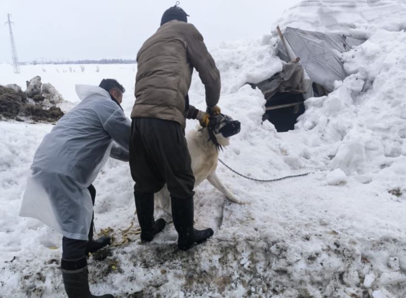 Eşekte Kuduz Tespit Edildi Köy Karantinaya Alındı 1