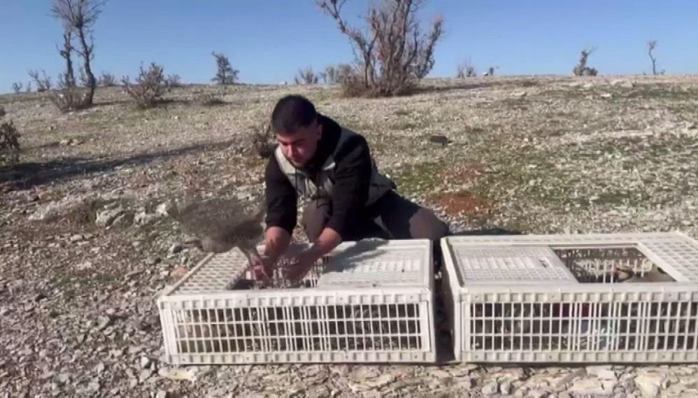 Habur’da Ele Geçirilen 38 Kınalı Keklik Doğaya Bırakıldı 1