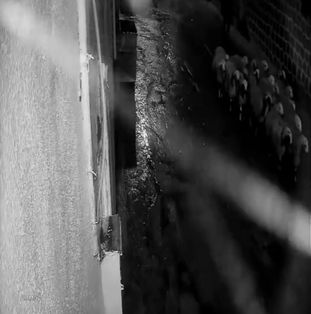 Şanlıurfa'da 19 Koyun Çalındı Hırsızlık Anı Kameraya Yansıdı 1