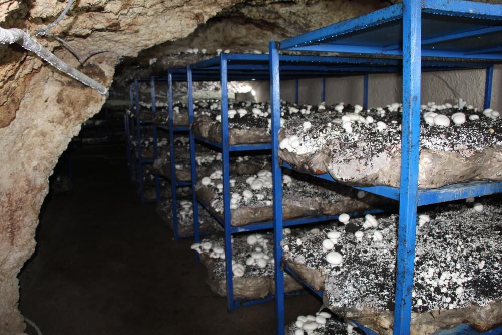 2 Bin Yıllık Mağarada Mantar Üretimi 1