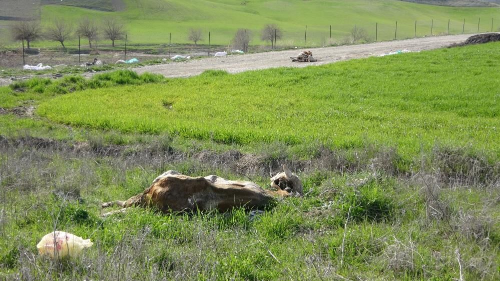 Baraja Ve Yol Kenarlarına Atılan Hayvan Leşleri Tepki Çekti 1