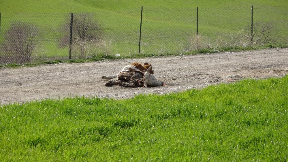 Baraja Ve Yol Kenarlarına Atılan Hayvan Leşleri Tepki Çekti 3