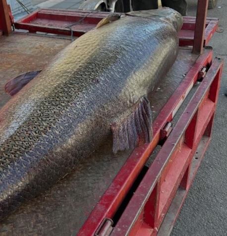 Diyarbakır'da 100 Kiloluk Dev Turna Balığı Yakalandı 1