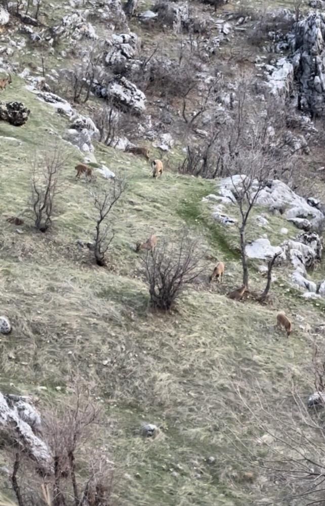 Diyarbakır'da Nesli Koruma Altında Olan Dağ Keçileri Görüldü