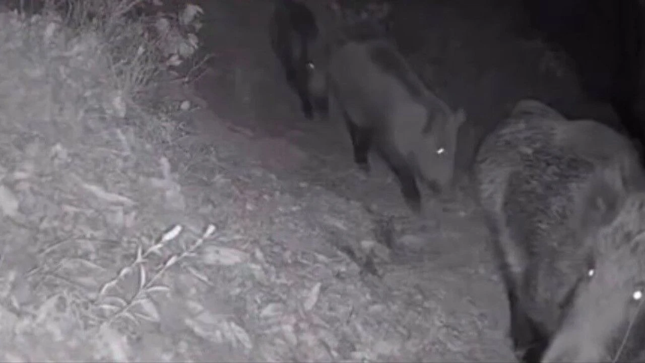 Diyarbakır'da Yaban Hayvanları Foto Kapana Yakalandı