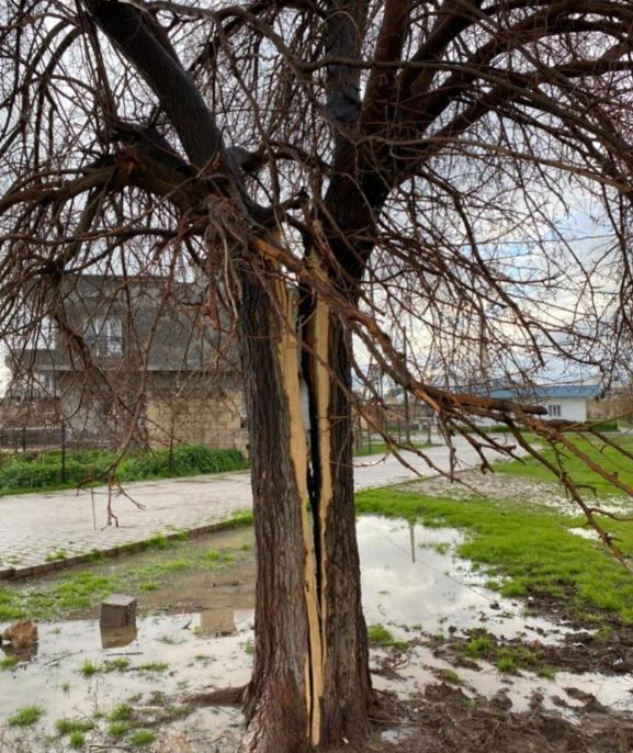 Mardin’de Yıldırım Ağacı Ikiye Böldü