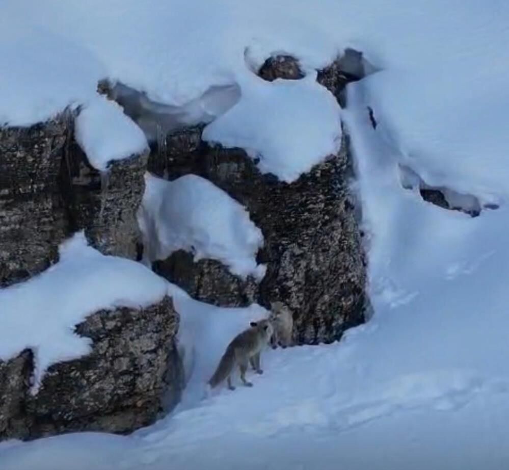 Şırnak’ta Kar Üstünde Yiyecek Arayan Tilkiler Görüntülendi 1