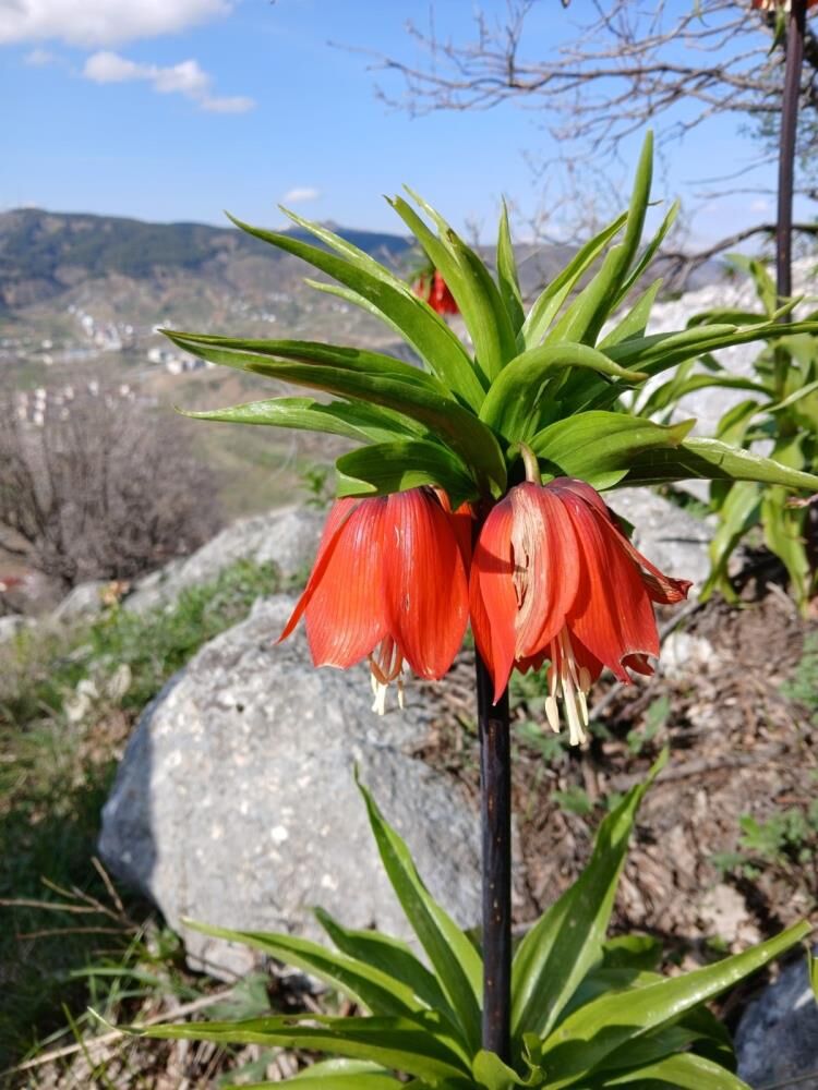 Dağların Incisi Ters Laleler Doğayı Renklendirdi-2
