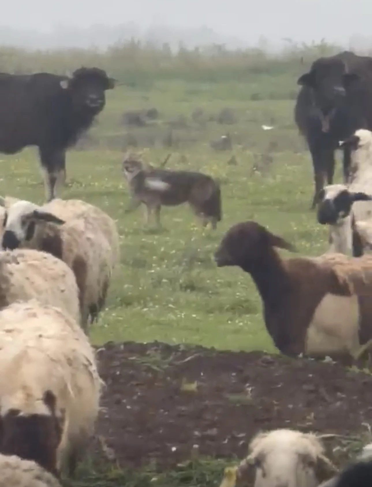 Diyarbakır'da Çakal Sürüye Yaklaştı, Çobanı Görünce Kaçtı 1
