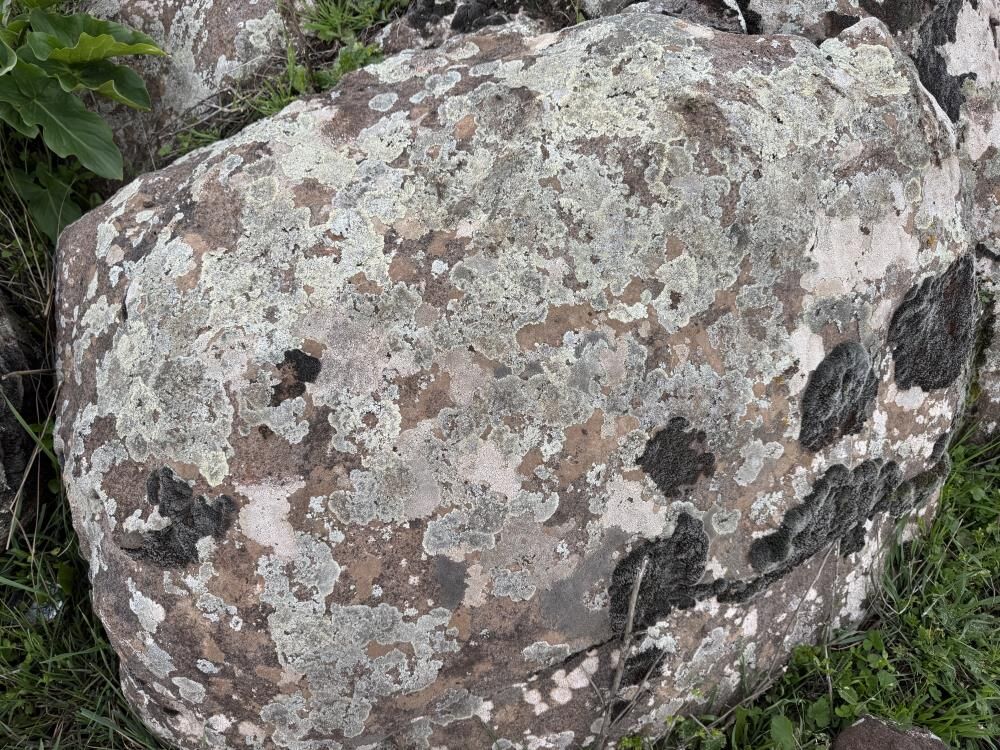 Diyarbakır'da Taşların Üzerindeki Yosunlar Kına Gibi Kullanılıyor 1