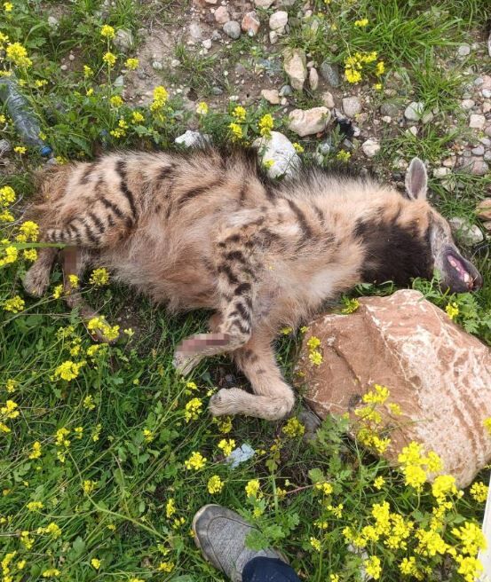 Şanlıurfa'da Aracın Çarptığı Sırtlan Telef Oldu