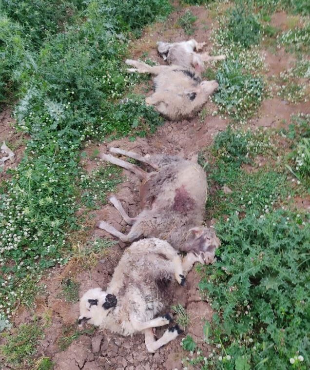 Diyarbakır'da Başıboş Köpekler Ağıla Girdi 4 Hayvan Telef Oldu