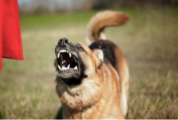 Milletvekili Köpek, 'It'tir; 'Can Dost' Veya 'Patili Dost' Değildir; Köpekler Çocuğu Yemiş-2