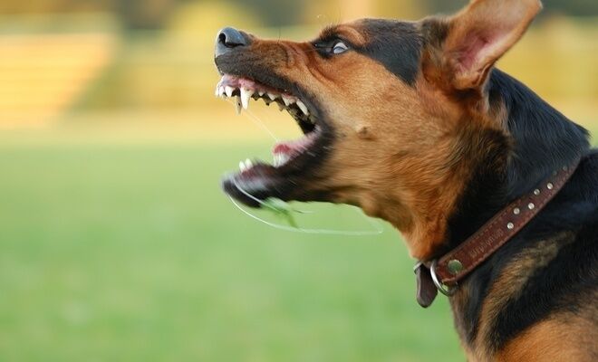 Milletvekili Köpek, 'It'tir; 'Can Dost' Veya 'Patili Dost' Değildir; Köpekler Çocuğu Yemiş-3