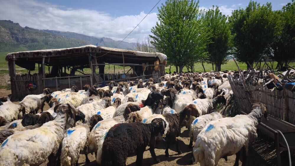 Silopi'de Göçerler Yüzlerce Koyunu Imece Usulü Kırkıyor 1