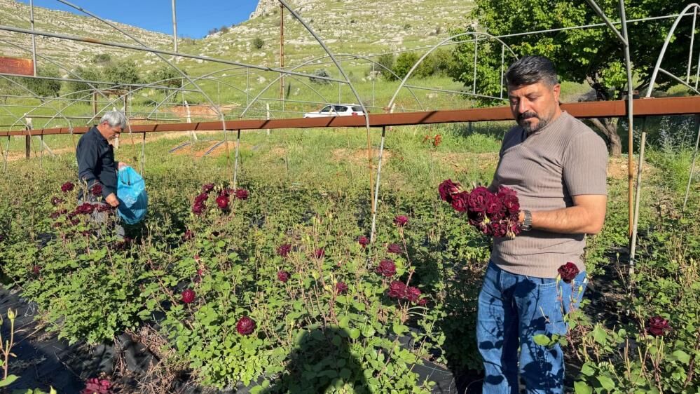 Tescilli Karagülde Hasat Başladı 1