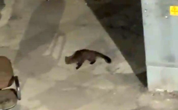 Gece Yarısı Kameralara Yakalandı Görenler Gözlerine Inanamadı 1