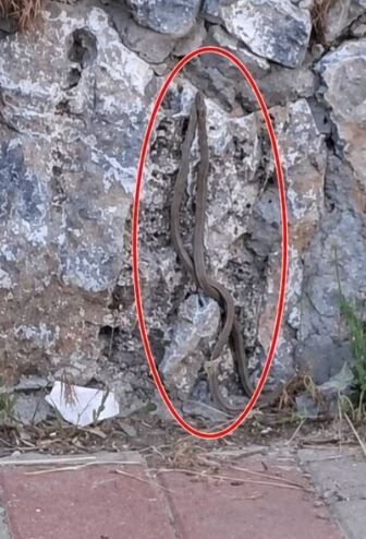Kaldırımda Yürüyen Vatandaşların Önüne Aniden Yılanlar Düştü-1
