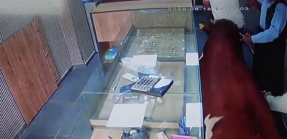 Şanlıurfa'da Dana Kuyumcuya Girdi Müşteriyi Sürükleyip Yaraladı 1