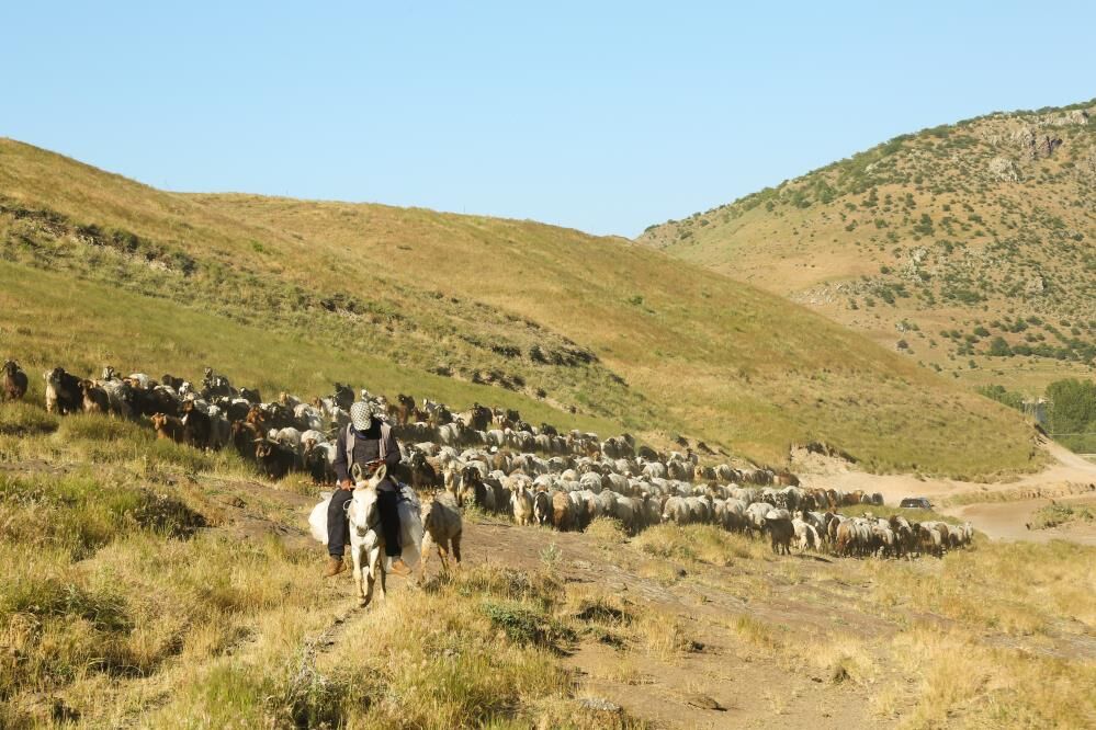 Tatvan'da Sürülerin Tozlu Yayla Yolculuğu Kartpostallık Görüntüler 3