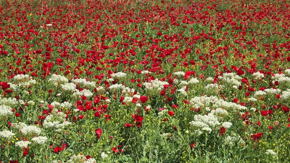 Van'da Şaşırtan Manzara Ovada Yaz; Karabet'te Kış Yaşanıyor 1