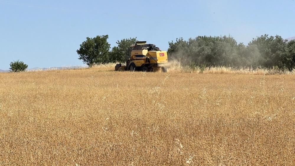 Adıyaman'da Kuraklığa Dayanıklı Çörek Otunda Hasat Başladı 1
