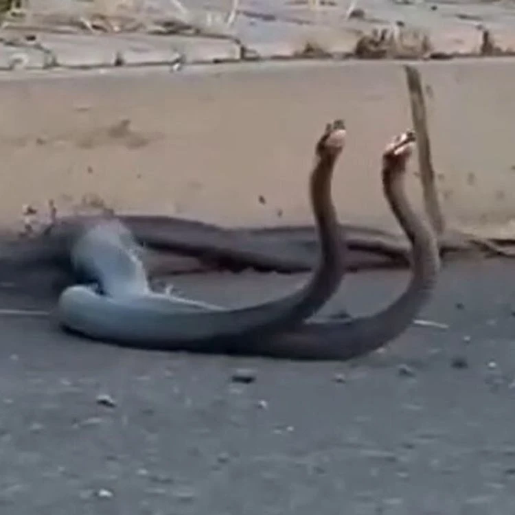Diyarbakır'da Yılanlar Şehre Indi! İşte O Görüntüler