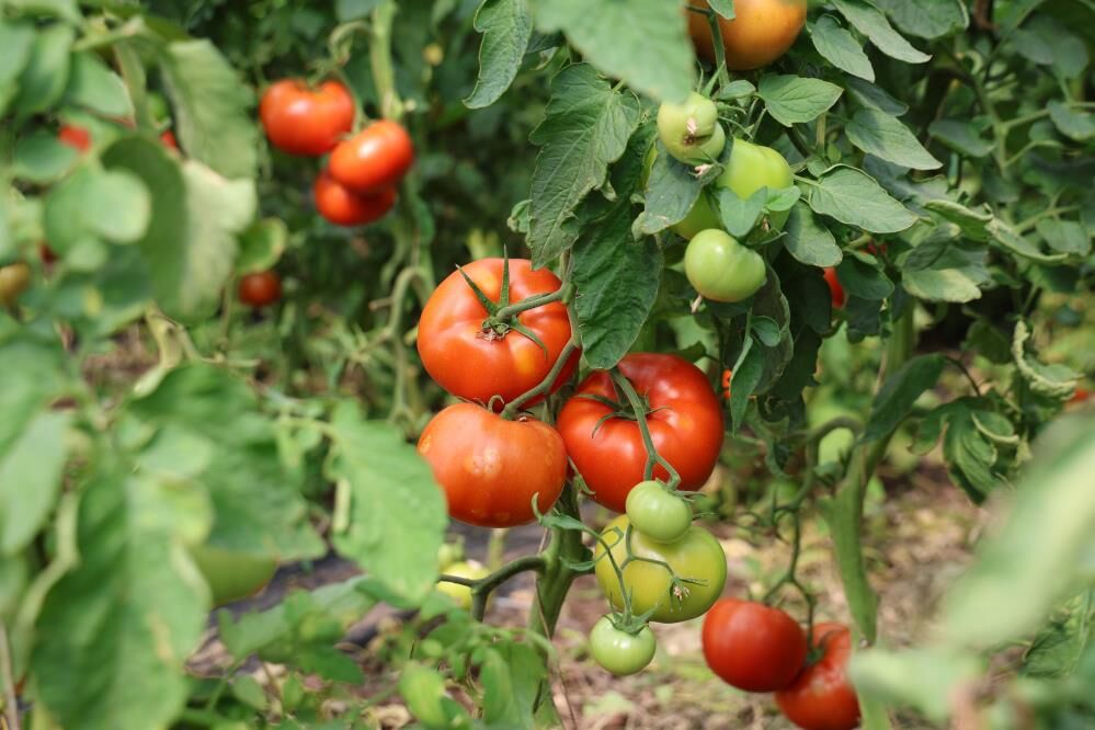 Domates Hasadı Başladı Dekar Başına 20 Ton Verim Bekleniyor 1