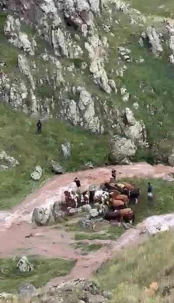 Kars'ta Sele Kapılan 5 Büyükbaş Hayvan Telef Oldu 1