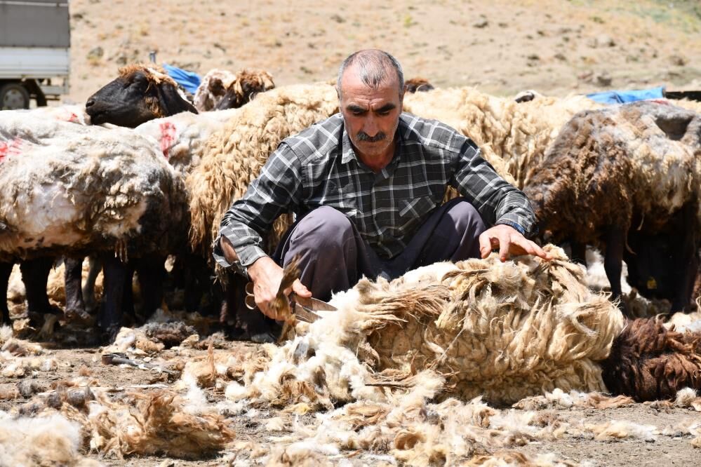 Koyun Kırkma Mesaisi Başladı Yayla Hazırlıkları Hız Kazandı 1