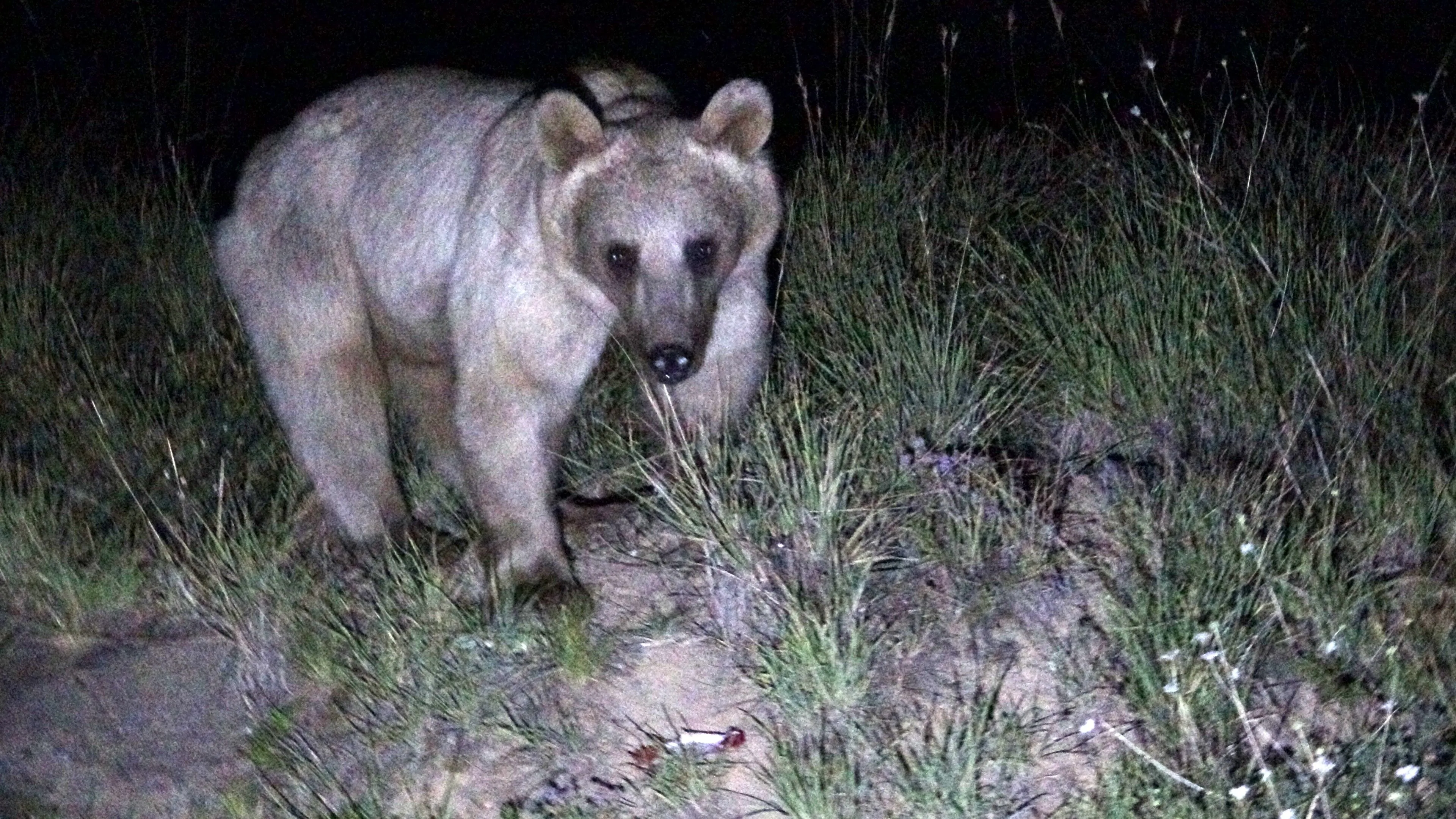 Nemrut Kalderası'nın Simgesi Ayılar Yeniden Görüldü 1