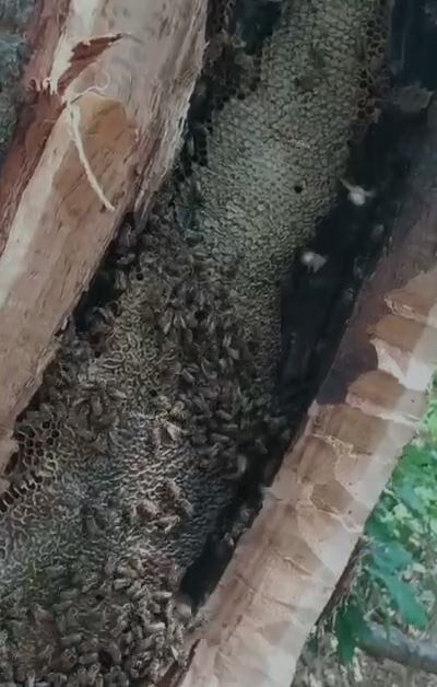 Bingöl'de Ağaç Kovuğundan Kilo Kilo Doğal Bal Böyle Çıktı 1