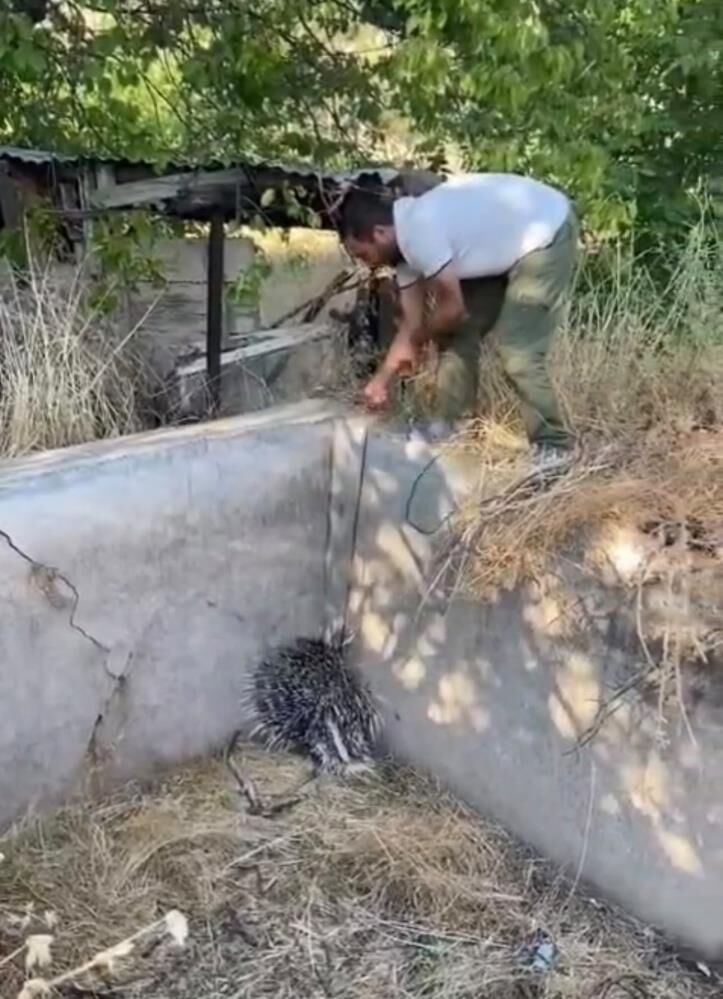 Harput'ta Sulama Havuzuna Düşen Oklu Kirpi Kurtarıldı