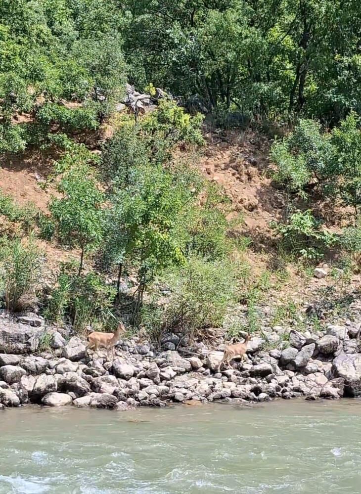 Koruma Altındaki Dağ Keçileri Objektiflere Yansıdı 1