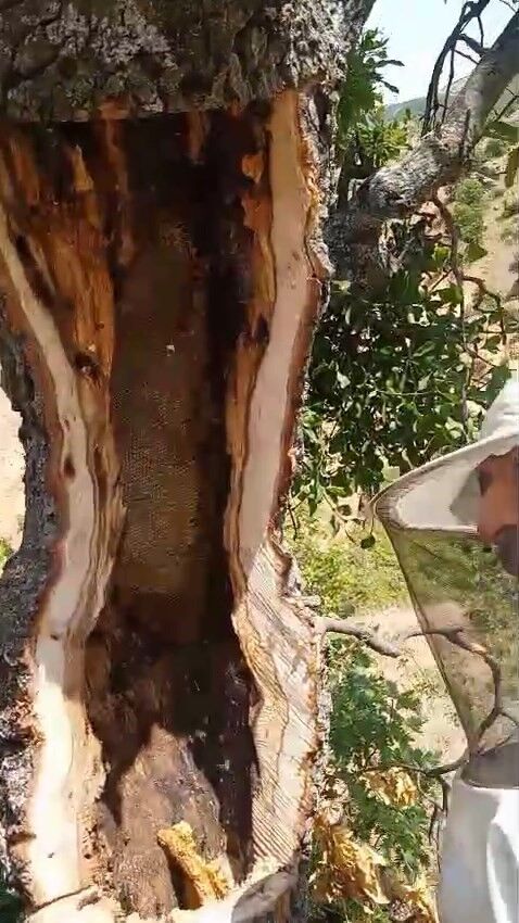 Kuru Ağacın Gövdesinden Doğal Bal Fışkırdı 1