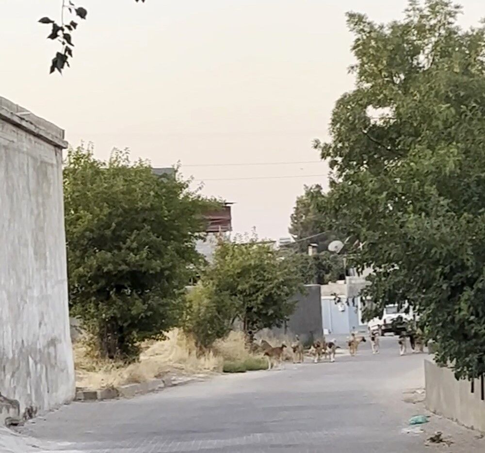 Sokak Köpeği Sürüsü Vatandaşları Tedirgin Etti 1
