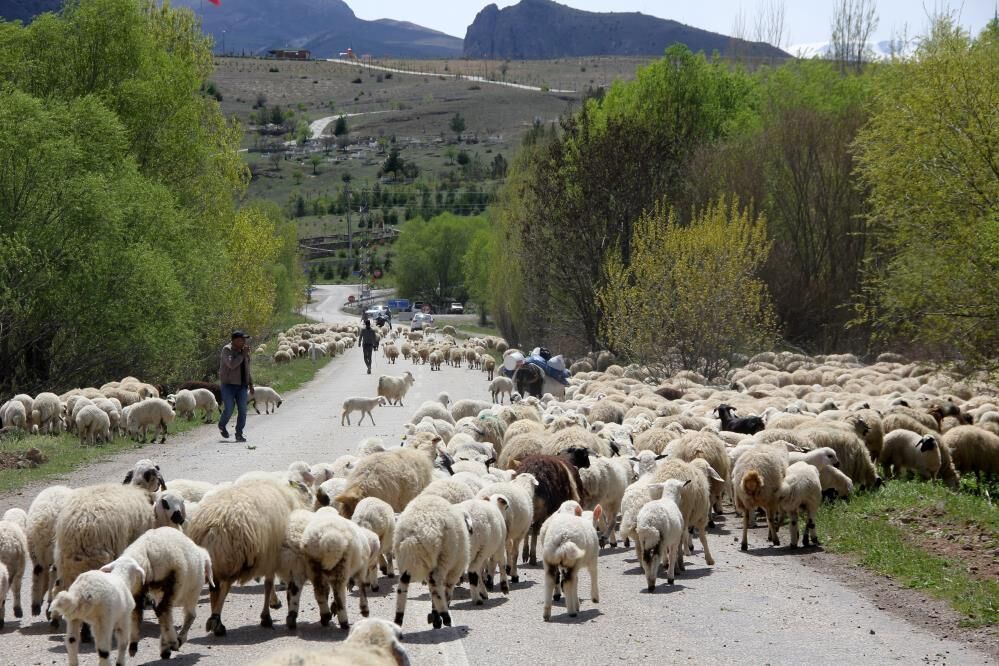 5 Ay Yaylada Kaldılar, Şimdi Dönüş Yolundalar Göçerlerin Yolculuğu Başladı 1
