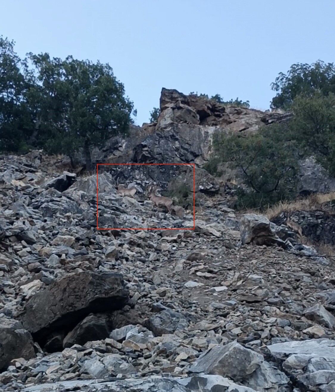 Diyarbakır'da nesli koruma altında bulunan dağ keçileri görüntülendi