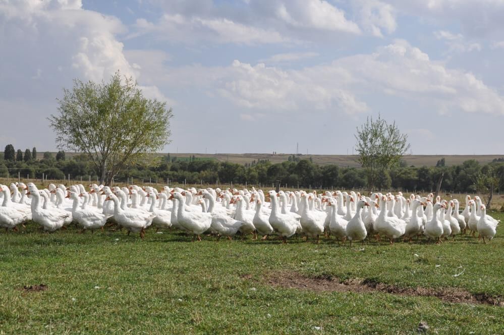 Başkanlığı Bıraktı, Coğrafi Işaretli Kaz Yetiştirmeye Başladı 3