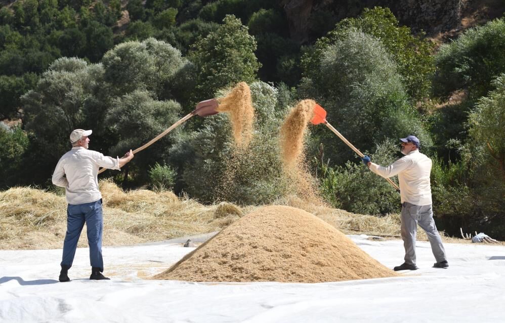Çeltikli Köyünde Imece Usulü Çeltik Üretimi Şeyhciman Pirinci Nasıl Yapılıyor-1