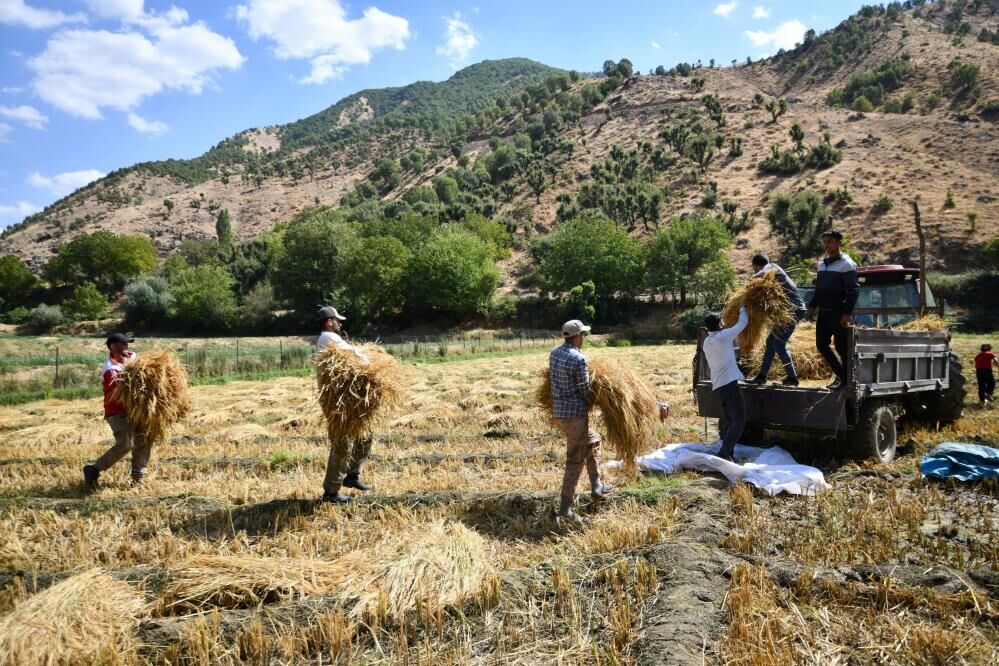 Çeltikli Köyünde Imece Usulü Çeltik Üretimi Şeyhciman Pirinci Nasıl Yapılıyor 3
