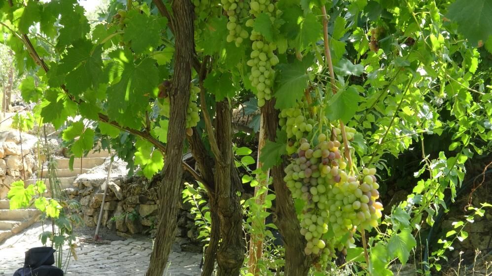 Gercüş'te Mezrone Üzümü Için Kooperatif Kuruluyor 1