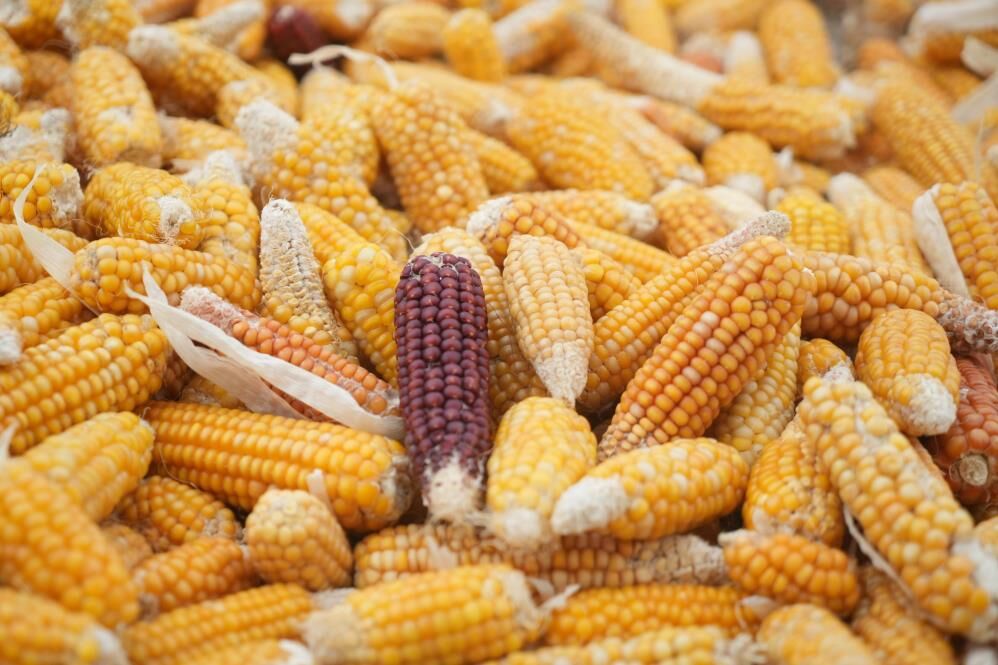 Muş'ta Geleneksel Mısır Hasadı Mısırlar Orakla Biçiliyor 1