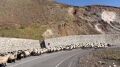 Soğuk Hava Bastırdı, Binlerce Hayvan Yollara Çıktı 3
