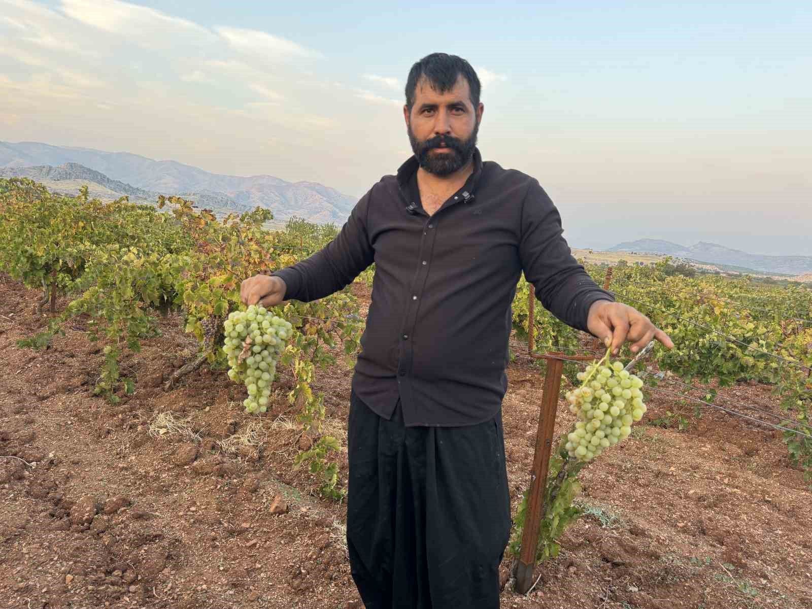 Diyarbakır'da yetiştiriliyor, 81 ile gönderiliyor